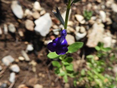 Salvia coahuilensis, photographed by Leticia Jiménez Hernández