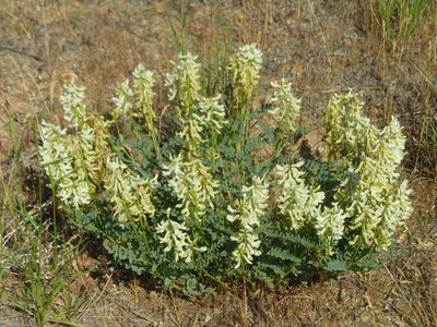 Astragalus curvicarpus, photographed by Jim Dreier