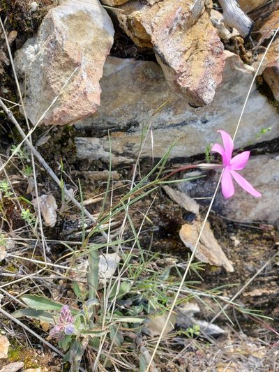 Phlox colubrina, photographed by Lauren Pfund