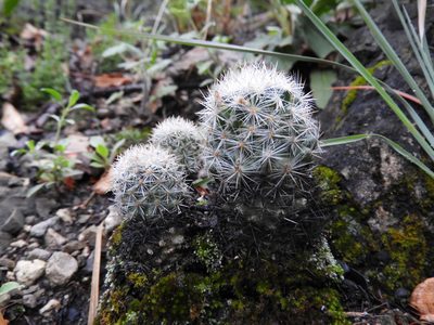 Pelecyphora dasyacantha, photographed by Leticia Jiménez Hernández