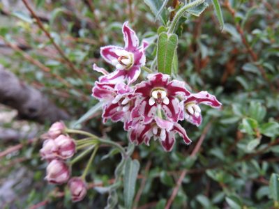 Funastrum torreyi, photographed by Leticia Jiménez Hernández