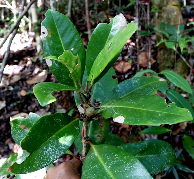 Coffea richardii, photographed by Romer N. Rabarijaona