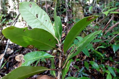 Coffea richardii, photographed by Romer N. Rabarijaona