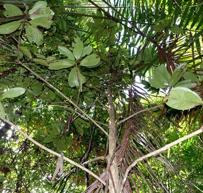 Coffea richardii, photographed by Romer N. Rabarijaona