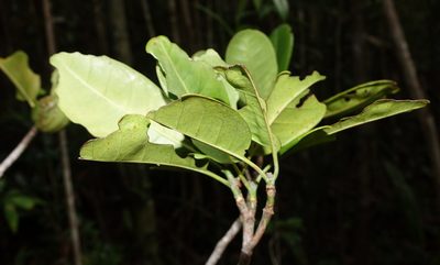 Hyperacanthus talangninia, photographed by Romer N. Rabarijaona