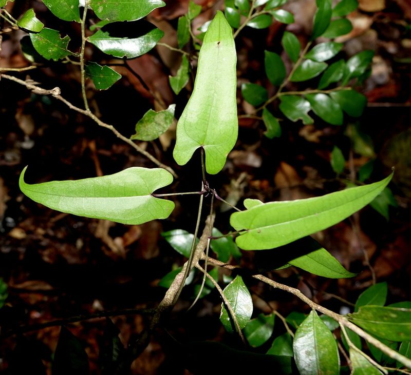 Dioscorea seriflora, photographed by Romer N. Rabarijaona