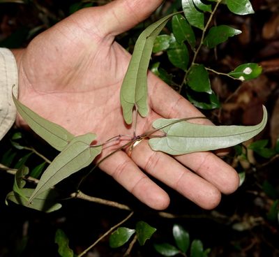 Dioscorea seriflora, photographed by Romer N. Rabarijaona