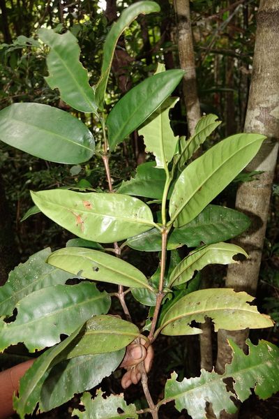 Chapelieria madagascariensis, photographed by Romer N. Rabarijaona