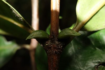 Chapelieria madagascariensis, photographed by Romer N. Rabarijaona