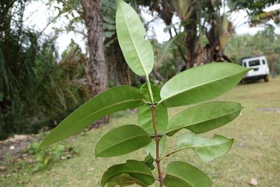 Chapelieria madagascariensis, photographed by Romer N. Rabarijaona
