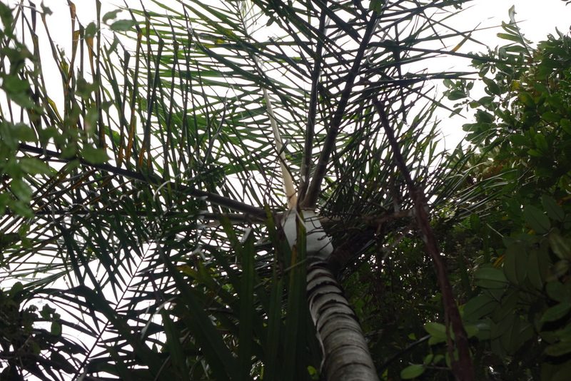 Chrysalidocarpus hovomantsina, photographed by Romer N. Rabarijaona