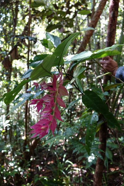 Hypoestes multispicata, photographed by Romer N. Rabarijaona