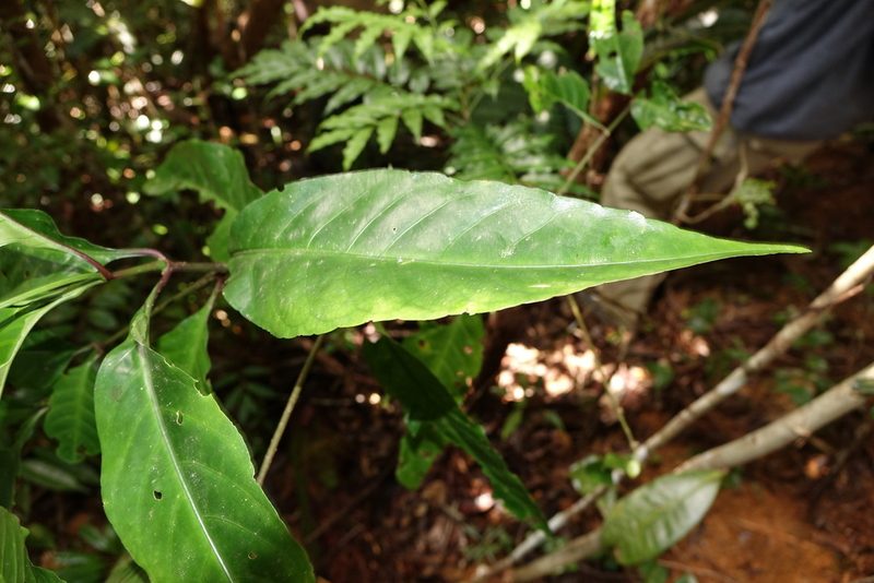 Hypoestes multispicata, photographed by Romer N. Rabarijaona