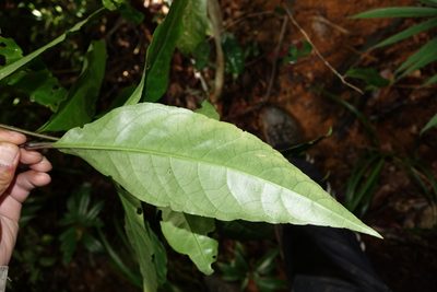 Hypoestes multispicata, photographed by Romer N. Rabarijaona