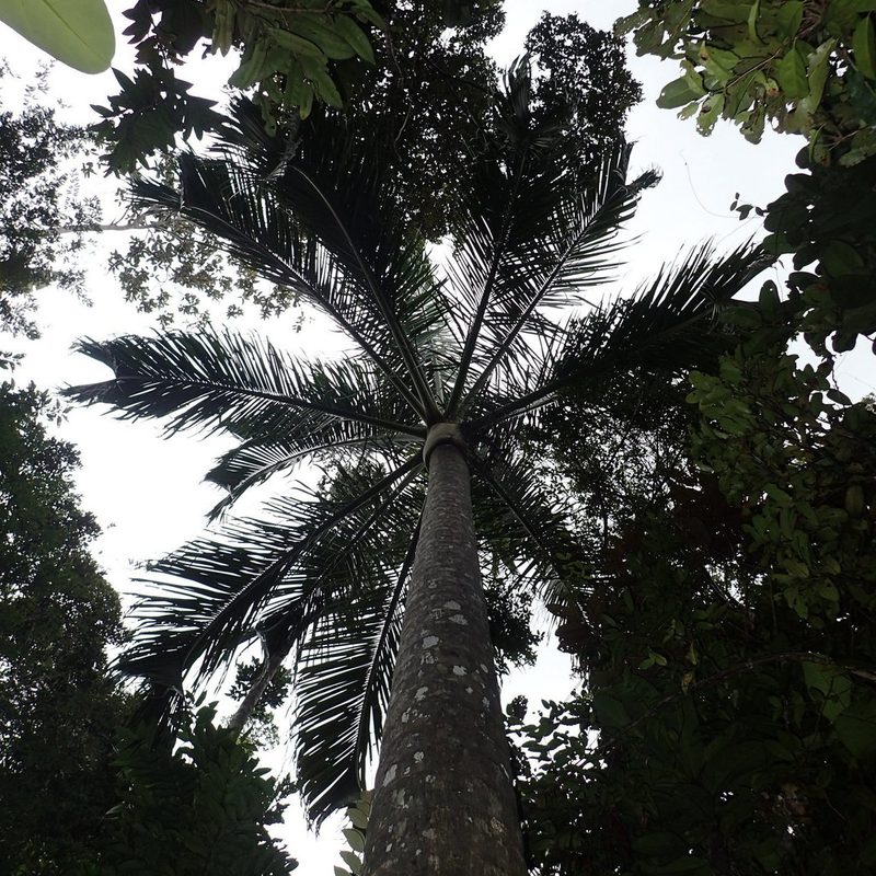 Chrysalidocarpus carlsmithii, photographed by Romer N. Rabarijaona