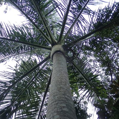Chrysalidocarpus carlsmithii, photographed by Romer N. Rabarijaona