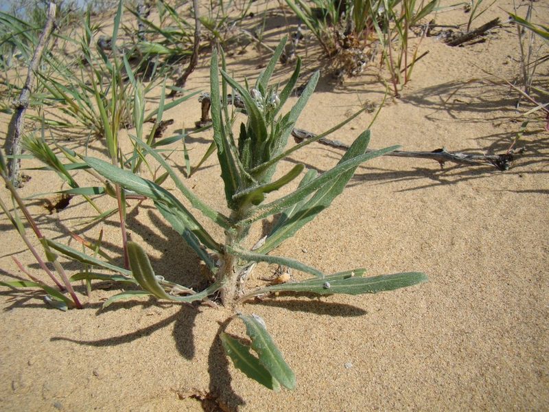 Centaurea pulchella, photographed by Юрий Данилевский (Yuriy Danilevsky)