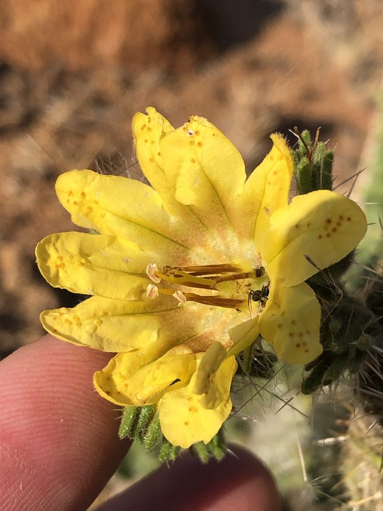 Codon schenckii, photographed by Dave U