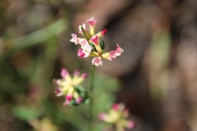 Acmispon cytisoides, photographed by katherinef2