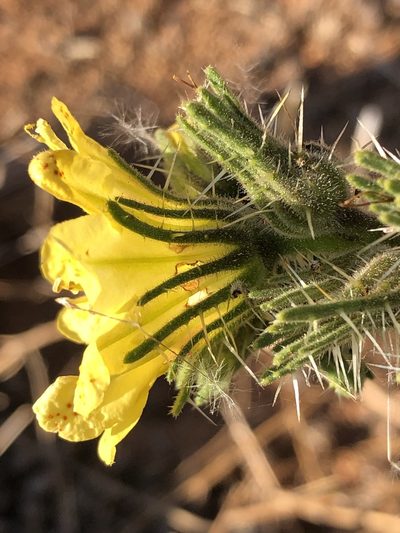 Codon schenckii, photographed by Dave U