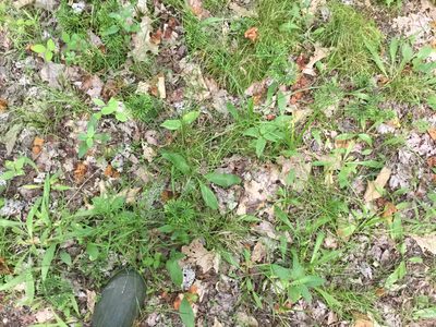 Carex retroflexa, photographed by Summit Metro Parks
