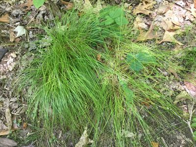 Carex appalachica, photographed by Summit Metro Parks