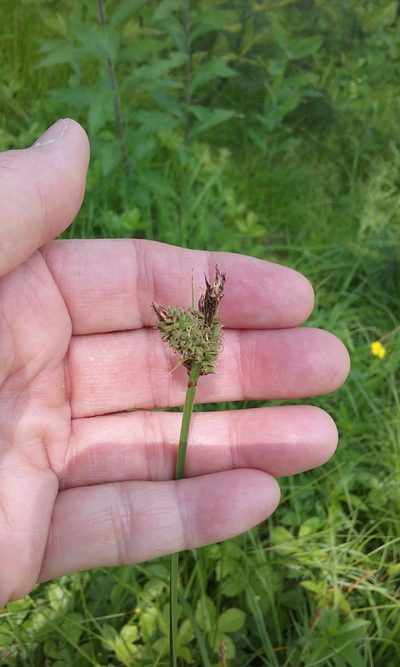 Carex vestita, photographed by Lynn Harper