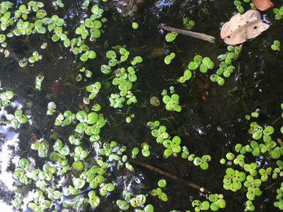 Wolffiella gladiata, photographed by Summit Metro Parks