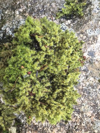 Niphotrichum ericoides, photographed by Andrew Melton