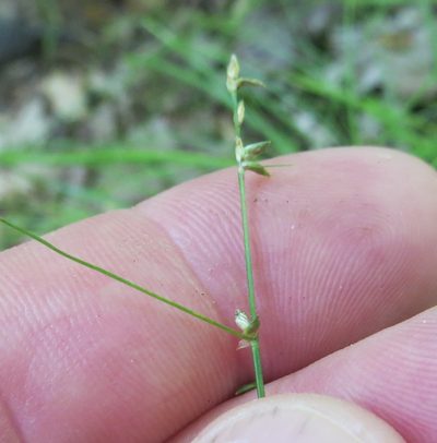 Carex appalachica, photographed by Summit Metro Parks