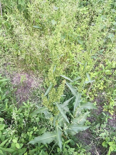 Rumex cristatus, photographed by Daniel Atha
