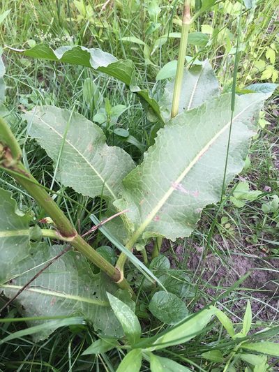 Rumex cristatus, photographed by Daniel Atha