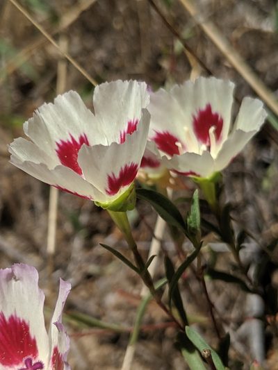 Clarkia speciosa, photographed by Alex Heyman