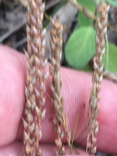 Plantago pusilla, photographed by Daniel Atha