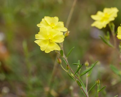 Crocanthemum georgianum, photographed by Meghan Cassidy