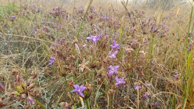 Brodiaea kinkiensis, photographed by Casey H. Richart