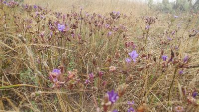 Brodiaea kinkiensis, photographed by Casey H. Richart