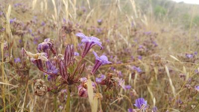 Brodiaea kinkiensis, photographed by Casey H. Richart