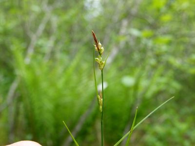 Carex novae-angliae, photographed by botanygirl