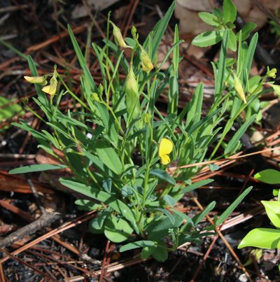Crotalaria purshii, photographed by Lauren McLaurin