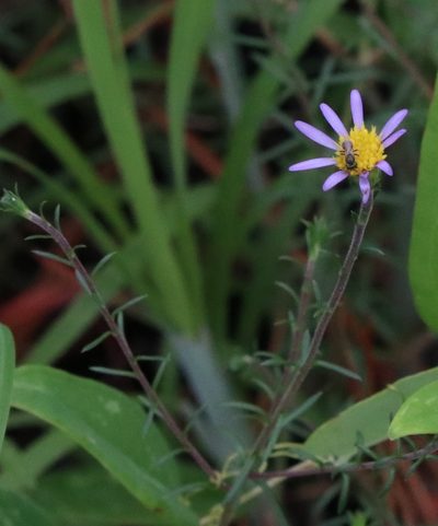 Ionactis repens, photographed by Lauren McLaurin