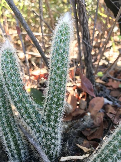 Arrojadoa dinae, photographed by william_hoyer