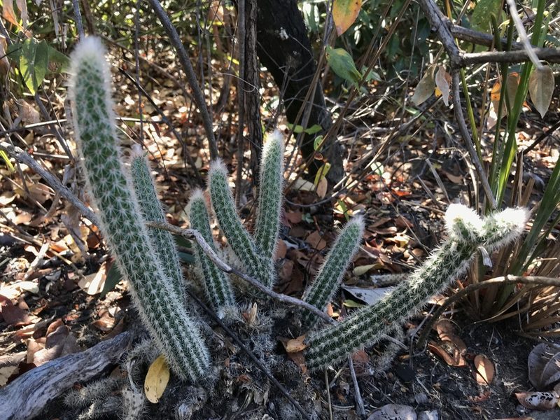 Arrojadoa dinae, photographed by william_hoyer