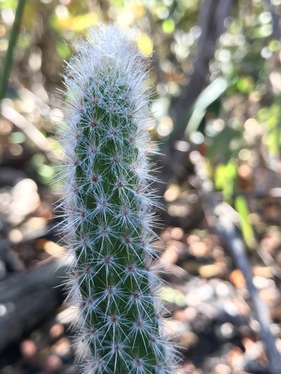 Arrojadoa dinae, photographed by william_hoyer