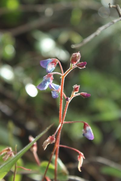 Desmodium molliculum, photographed by Andrés Ramírez-Barrera