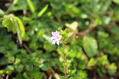 Cuphea ciliata, photographed by Andrés Ramírez-Barrera