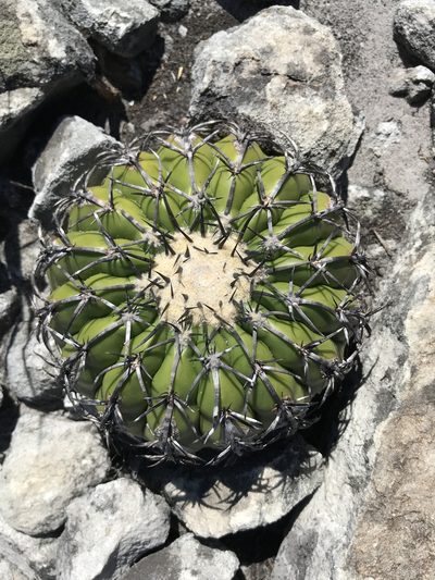 Discocactus placentiformis, photographed by william_hoyer