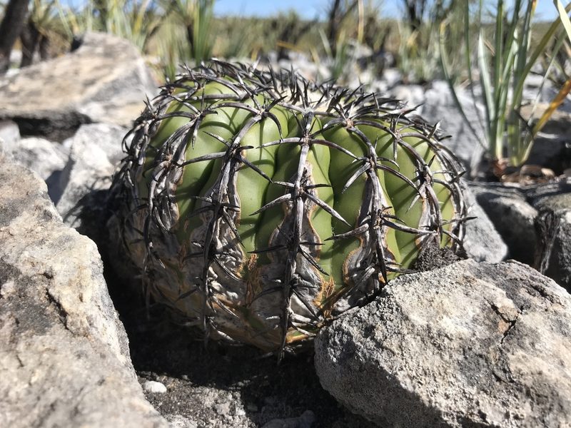 Discocactus placentiformis, photographed by william_hoyer