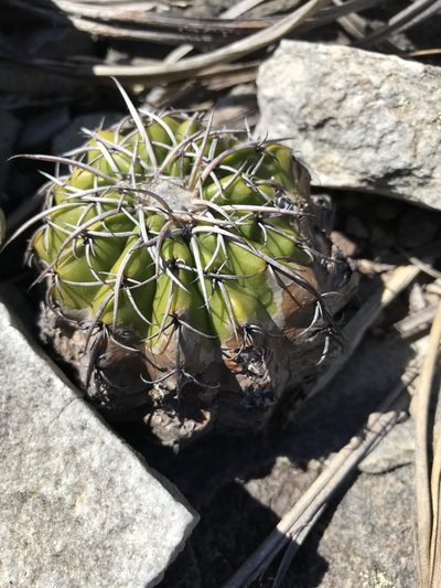 Discocactus placentiformis, photographed by william_hoyer