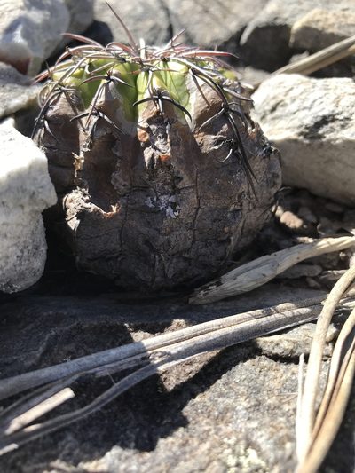 Discocactus placentiformis, photographed by william_hoyer